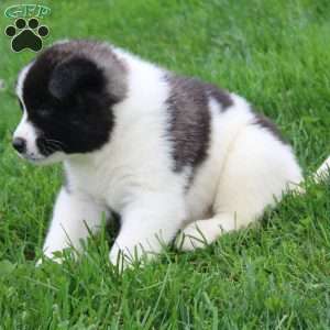 AKC  Bonnie, Akita Puppy